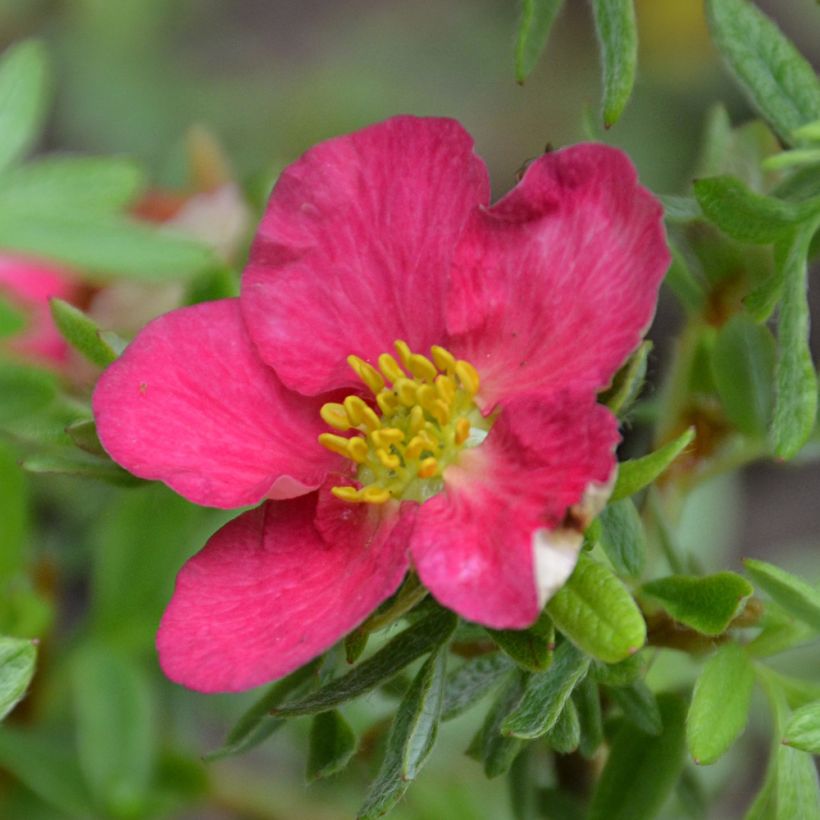 Potentilla fruticosa Bellissima (Floración)