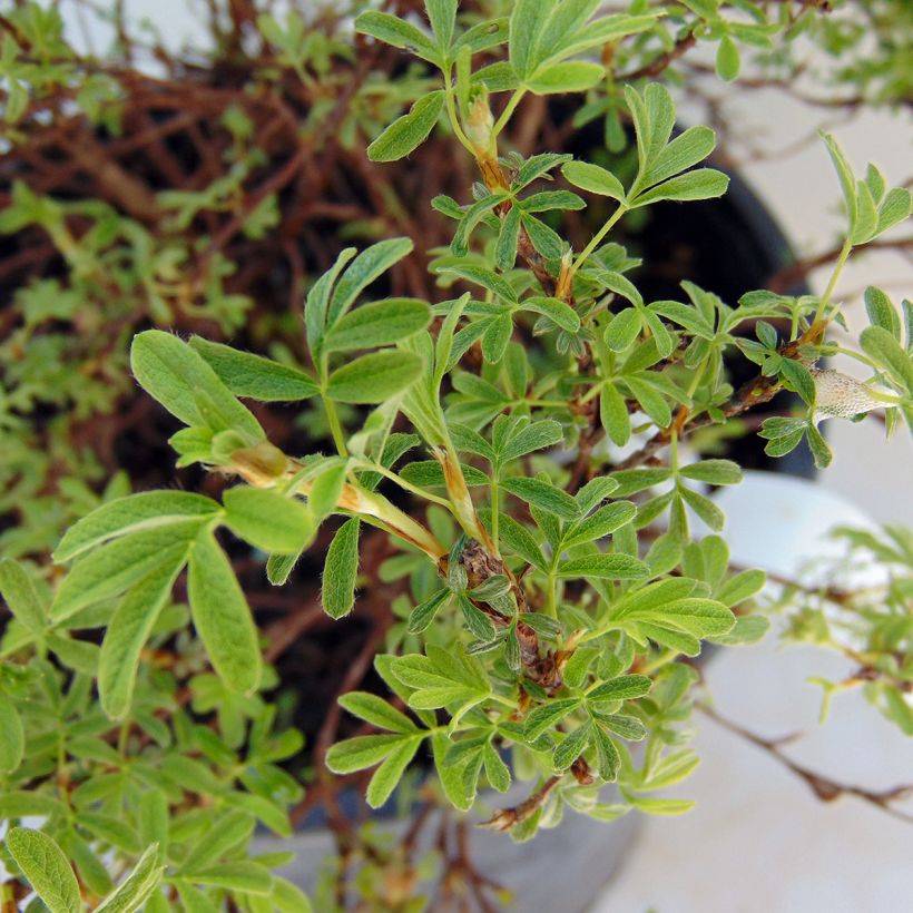 Potentilla fruticosa Bellissima (Follaje)