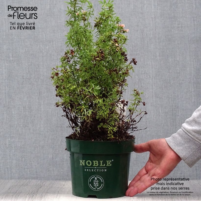 Ejemplar de Potentilla fruticosa Bellissima - Potentille arbustive Pot de 2L/3L entregado en otoño