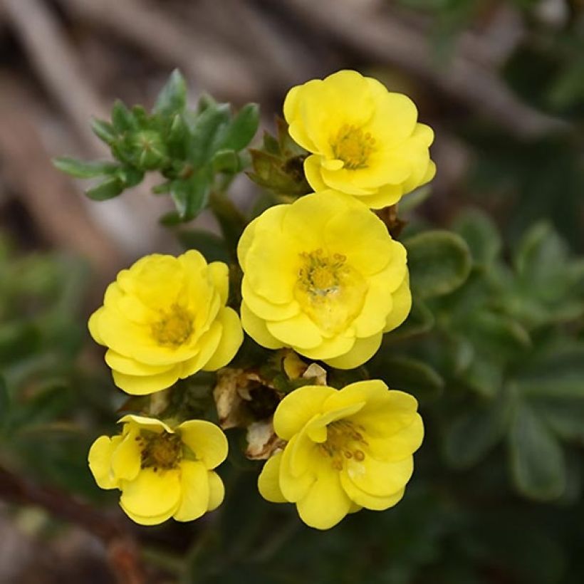 Potentilla fruticosa Citrus Tart (Floración)