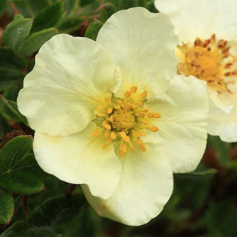 Potentilla fruticosa Creamissima (Floración)