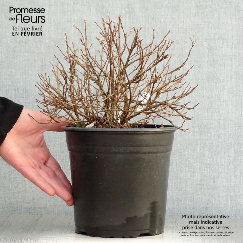 Potentilla fruticosa Double Punch Pastel - Potentille arbustive Pot de 3L/4L Ejemplar entregado en invierno