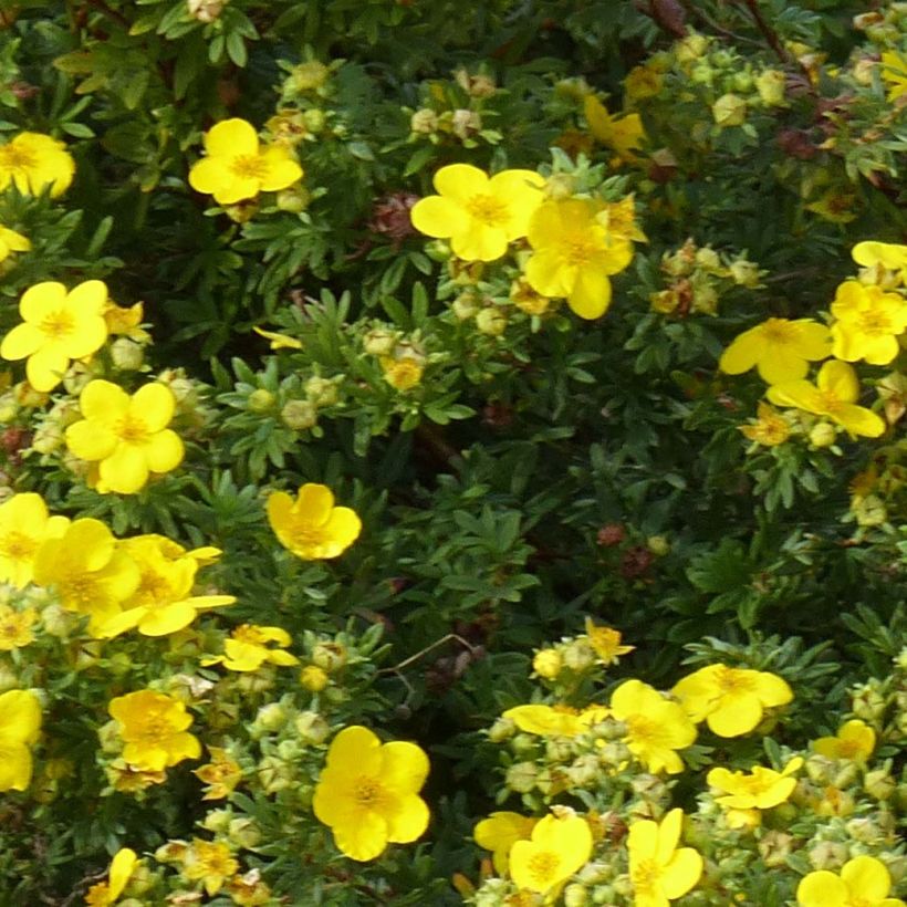 Potentilla fruticosa Goldfinger (Follaje)