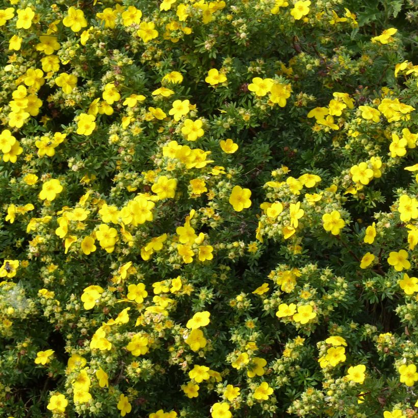 Potentilla fruticosa Goldfinger (Floración)