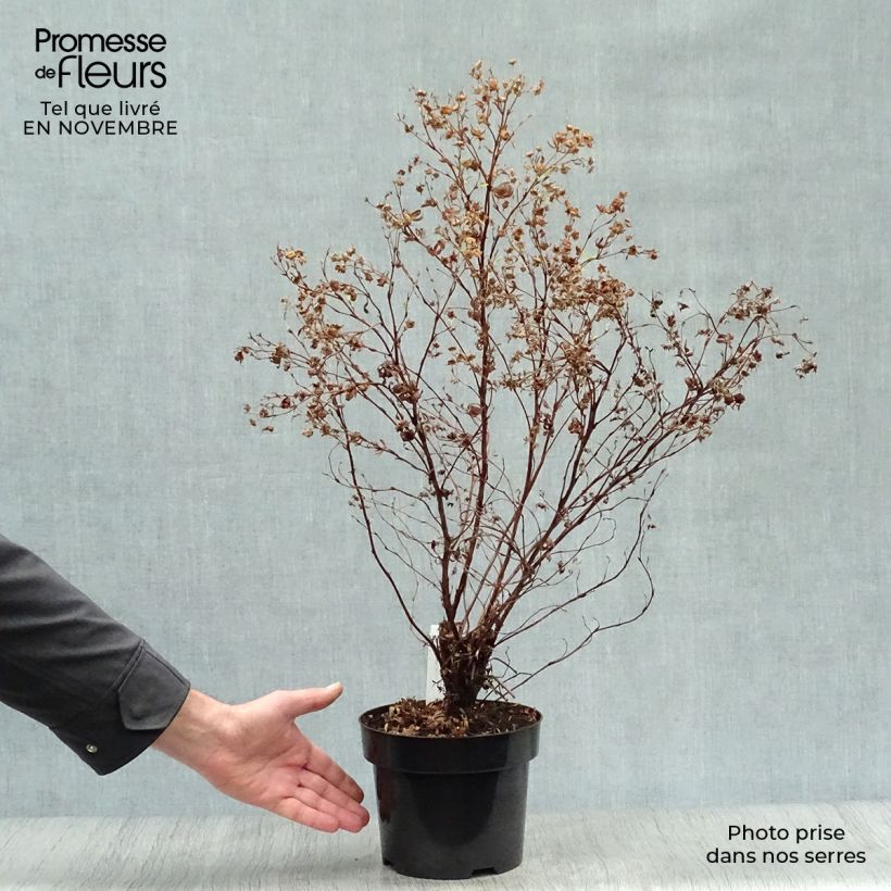 Ejemplar de Potentilla fruticosa Goldfinger - Potentille arbustive 30cm en pot de 3/4L entregado en otoño