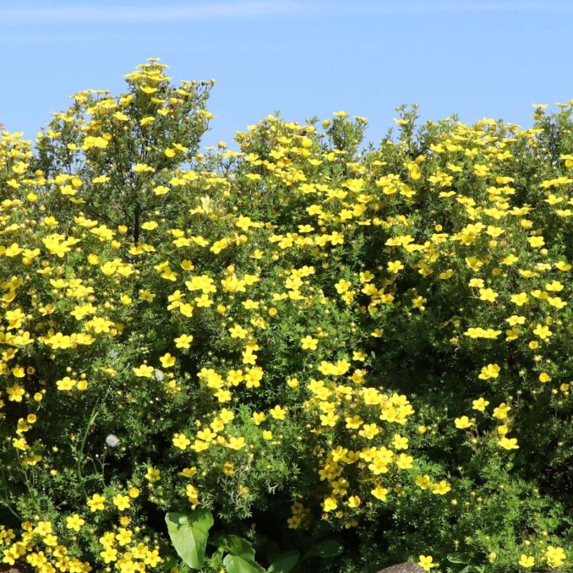 Potentilla fruticosa Goldteppich (Porte)