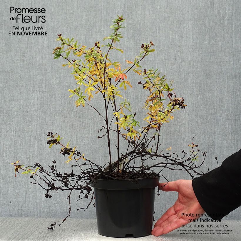 Ejemplar de Potentilla fruticosa Goldteppich - Potentille arbustive  Pot de 1.5L/2L entregado en otoño