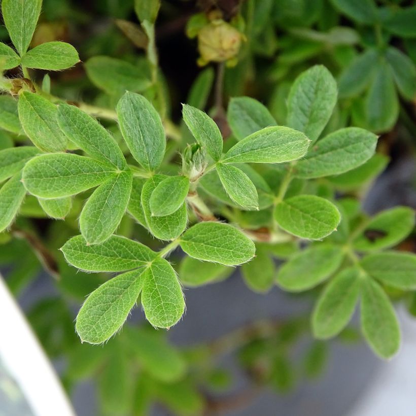 Potentilla fruticosa Lemon Meringue (Follaje)