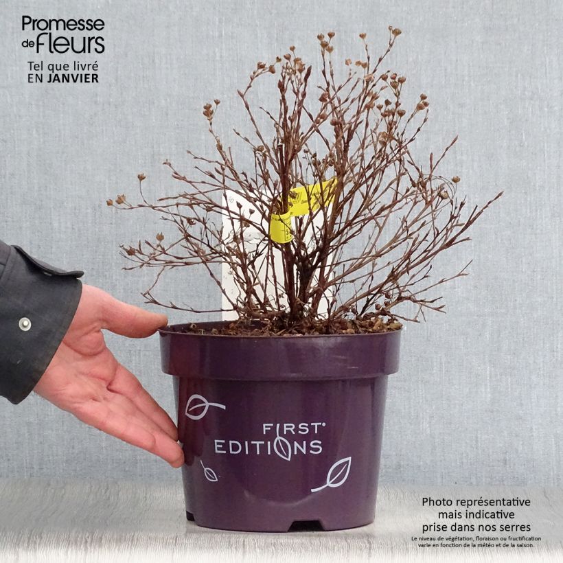 Potentilla fruticosa Lemon Meringue- Potentille arbustive Pot de 2L/3L Ejemplar entregado en invierno