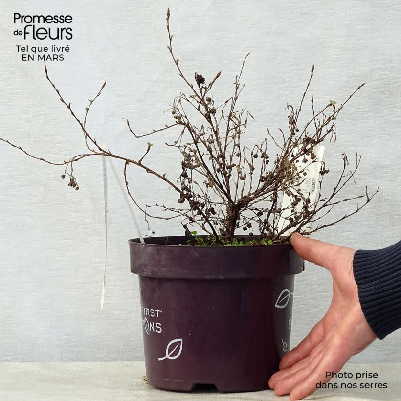 Potentilla fruticosa Lemon Meringue- Potentille arbustive Pot de 2L/3L Ejemplar entregado en la primavera