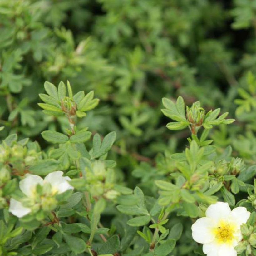 Potentilla fruticosa Limelight (Follaje)