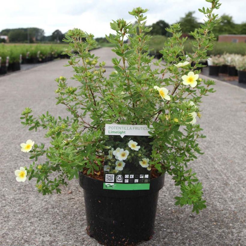 Potentilla fruticosa Limelight (Porte)