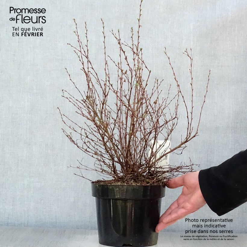 Potentilla fruticosa Limelight Pot de 3L/4L Ejemplar entregado en invierno