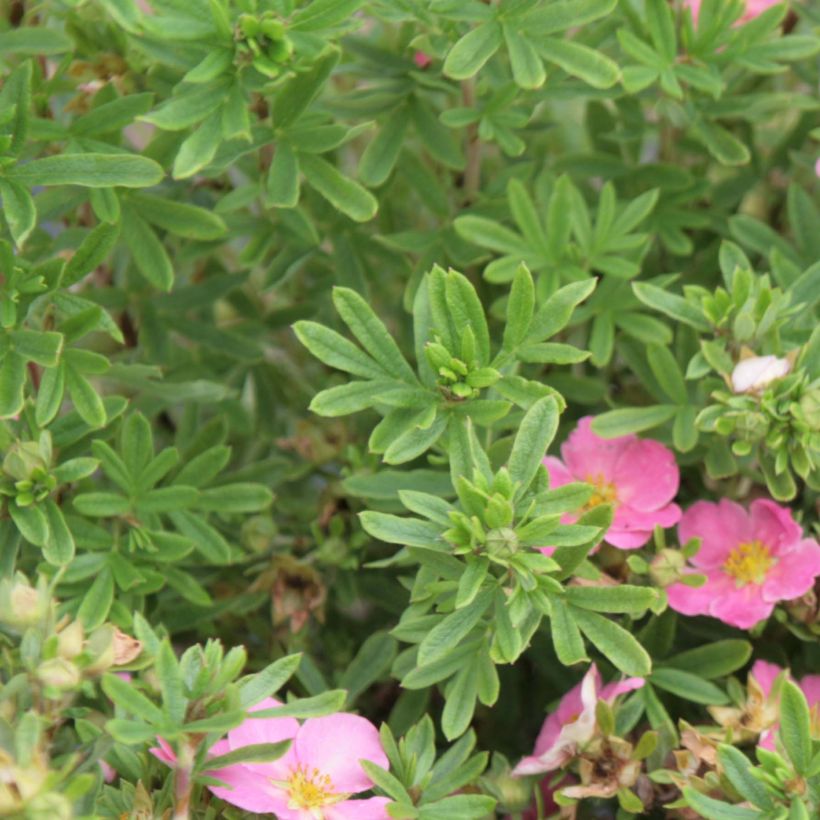 Potentilla fruticosa Lovely Pink (Follaje)