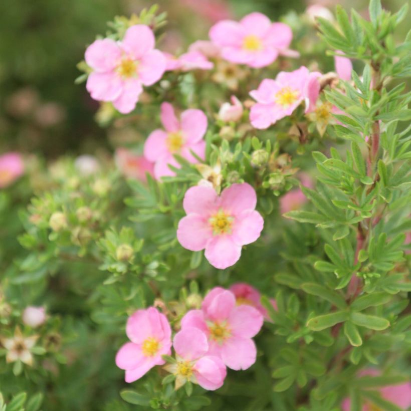 Potentilla fruticosa Lovely Pink (Floración)