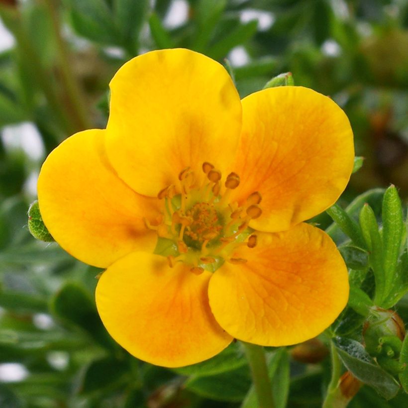 Potentilla fruticosa Mandarin Tango (Floración)