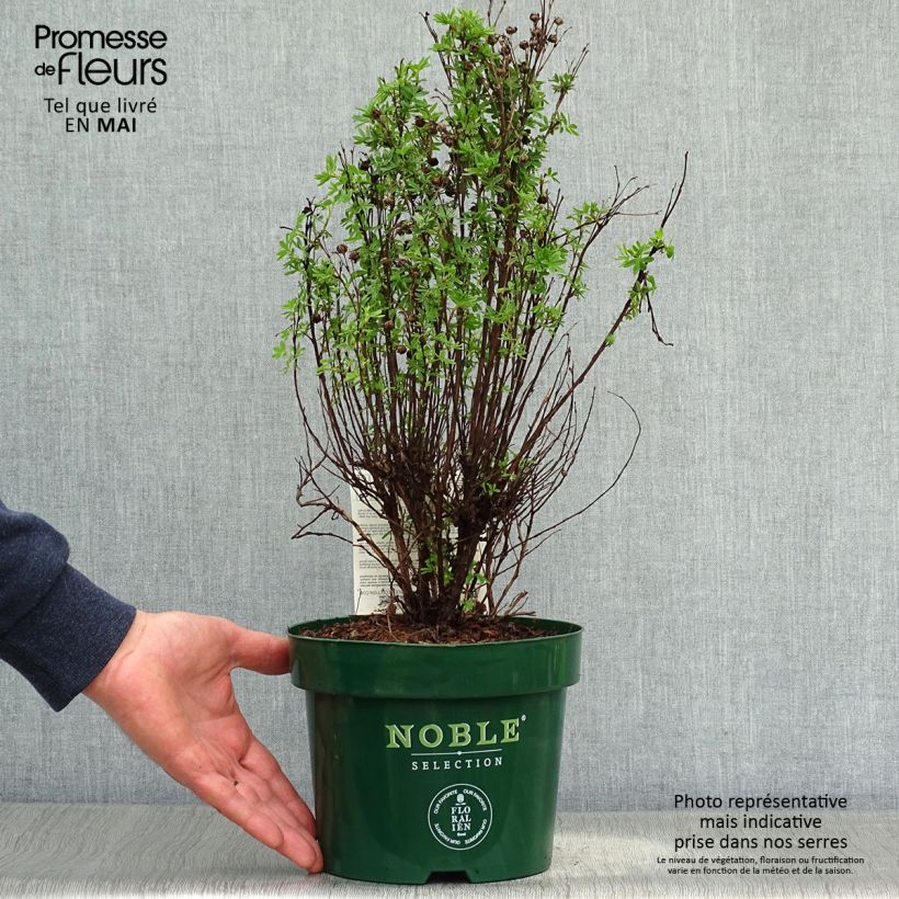 Potentilla fruticosa Mango Tango- Potentille arbustive Pot de 2L/3LHauteur livrée env. 20/30cm Ejemplar entregado en la primavera