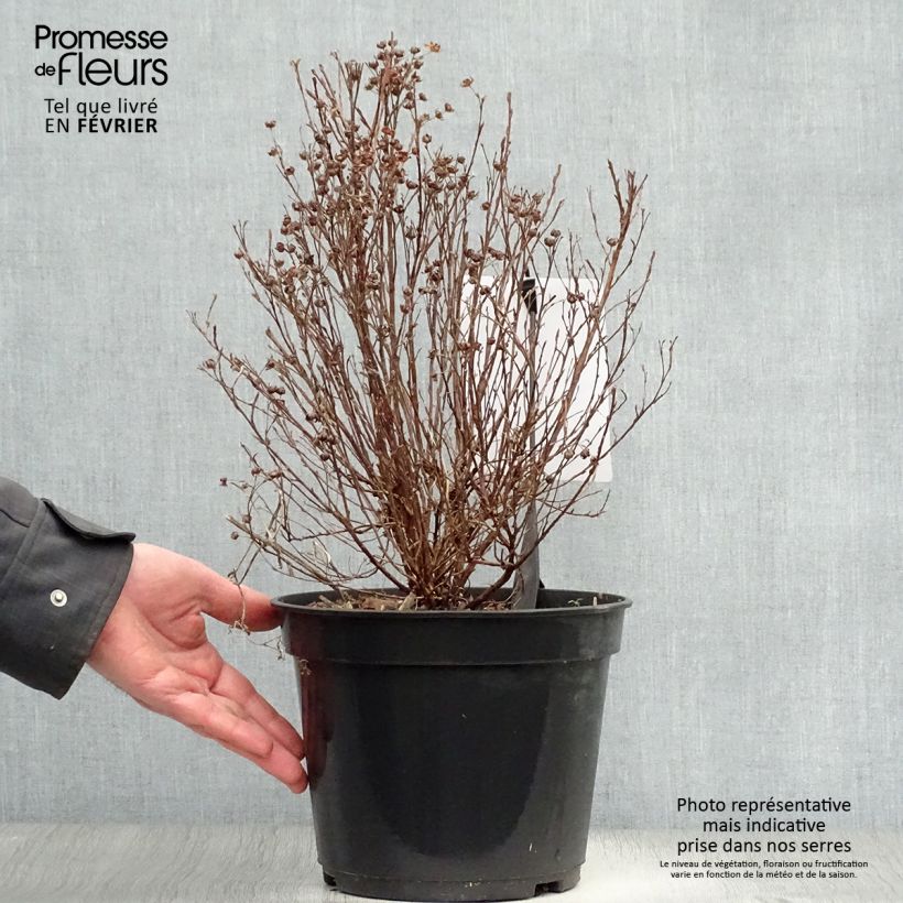 Potentilla fruticosa  Mango Tango Pot de 2L/3L Ejemplar entregado en invierno