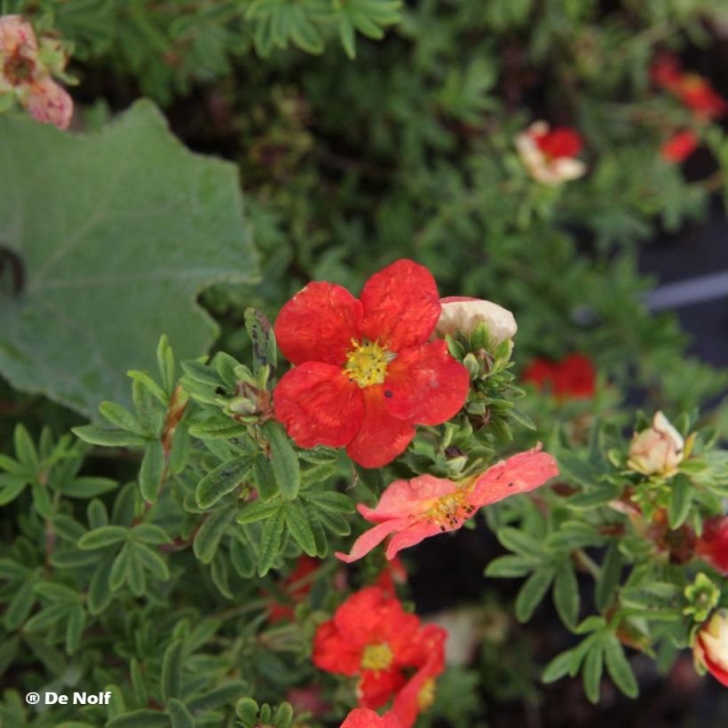 Potentilla fruticosa Marian Red Robin (Follaje)