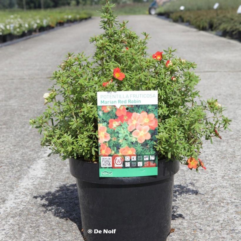 Potentilla fruticosa Marian Red Robin (Porte)