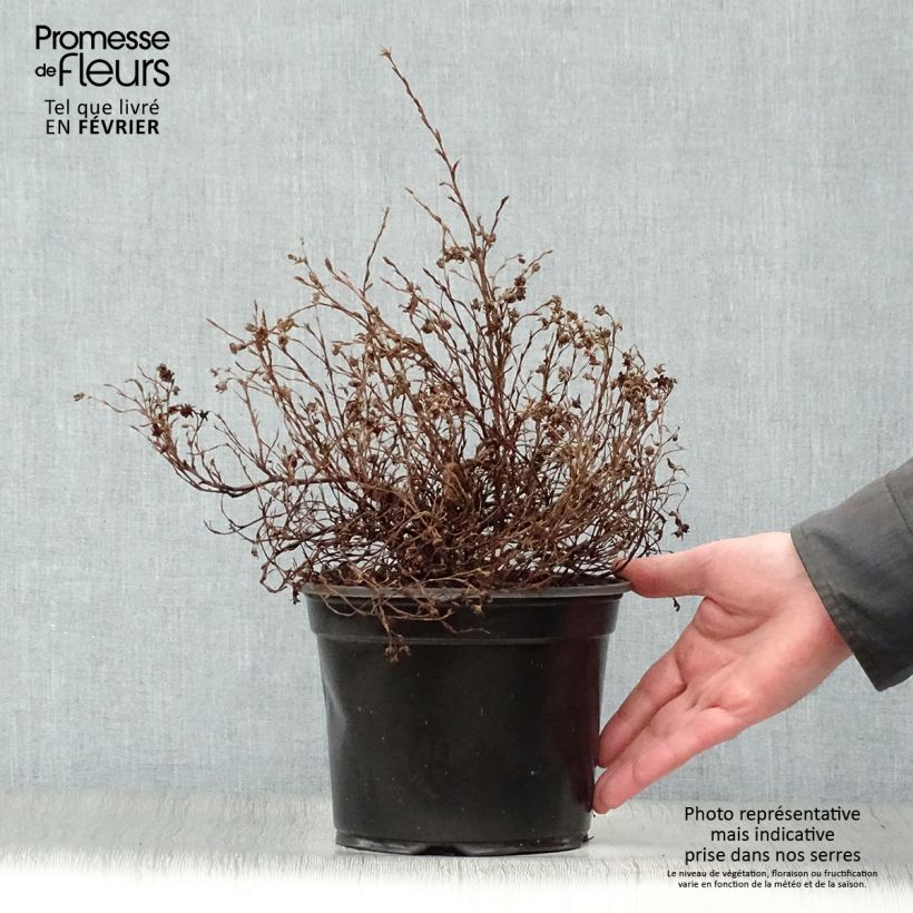 Potentilla fruticosa Marian Red Robin - Potentille arbustive Pot de 1.5L/2L Ejemplar entregado en invierno