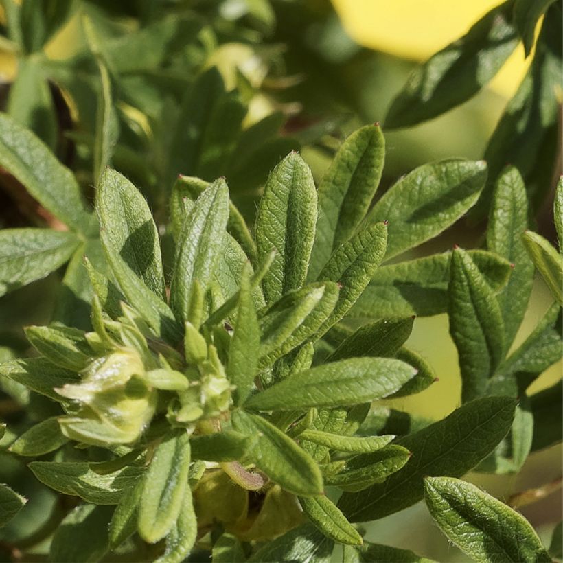 Potentilla fruticosa Medicine Wheel Mountain (Follaje)