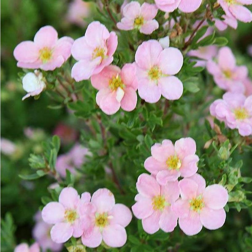 Potentilla fruticosa Pink Beauty (Floración)