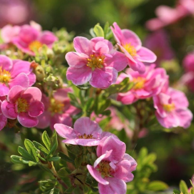 Potentilla fruticosa Pink Paradise (Floración)