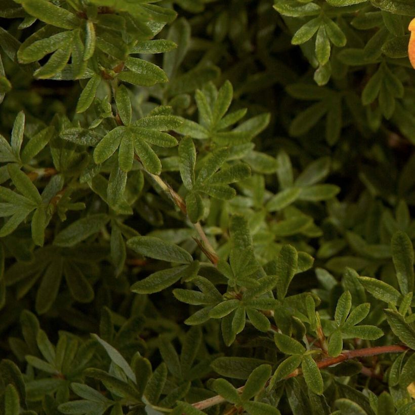 Potentilla fruticosa Red Ace (Follaje)