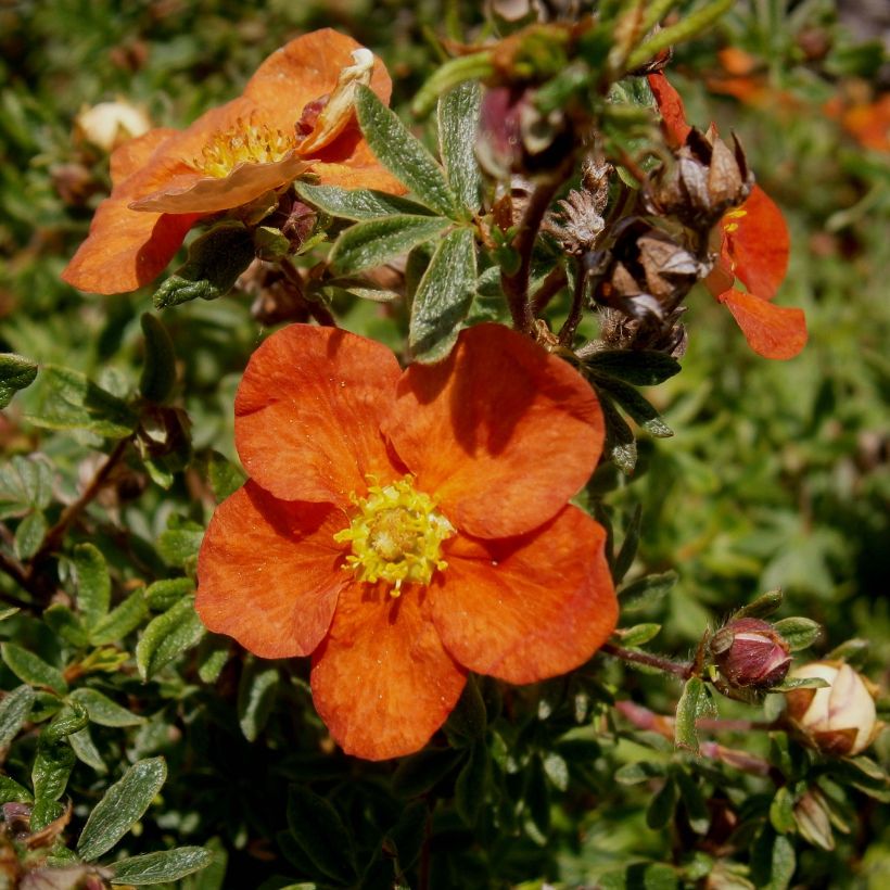 Potentilla fruticosa Red Ace (Floración)