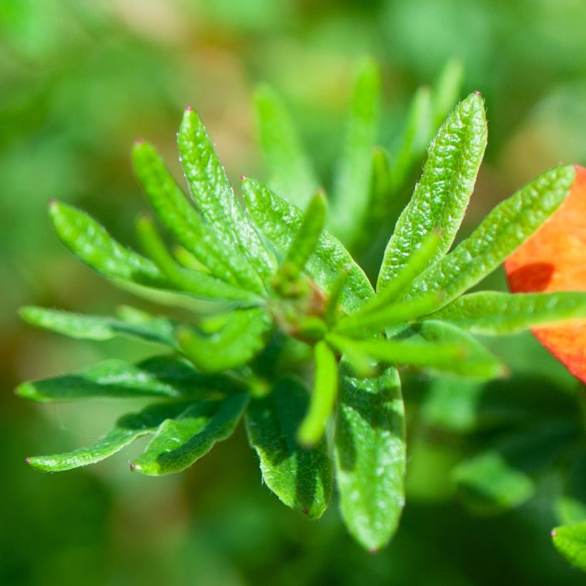 Potentilla fruticosa Red joker (Follaje)