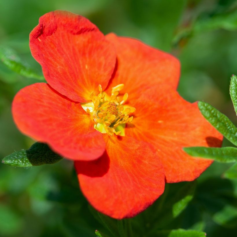 Potentilla fruticosa Red joker (Floración)