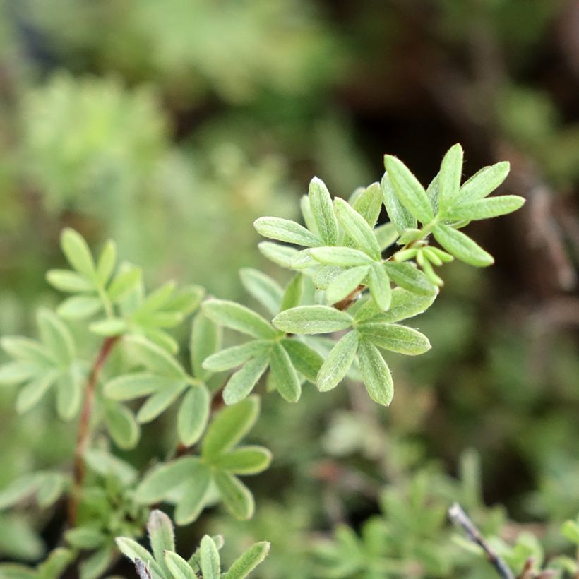 Potentilla fruticosa Tangerine (Follaje)