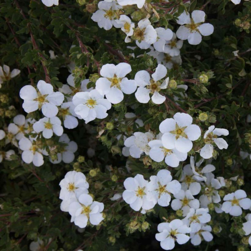 Potentilla fruticosa White Lady (Floración)