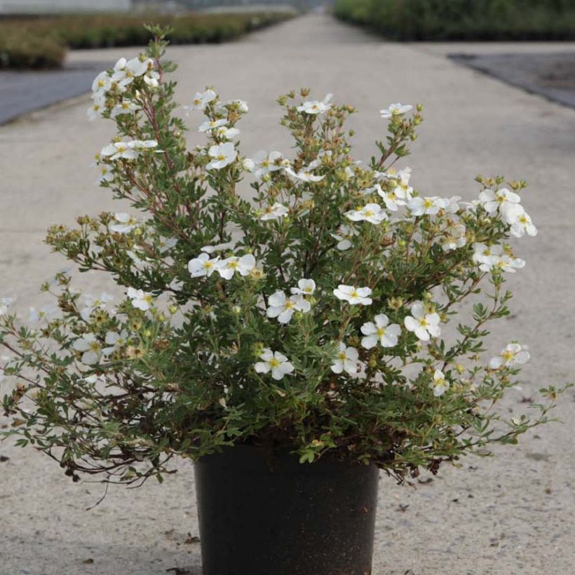 Potentilla fruticosa White Lady (Porte)