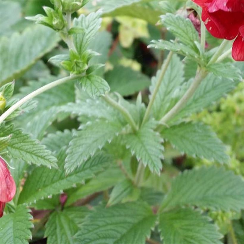 Potentilla Arc en Ciel (Follaje)