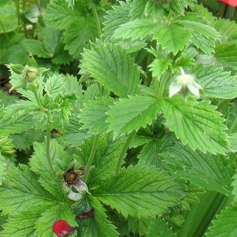 Potentilla Flamenco (Follaje)