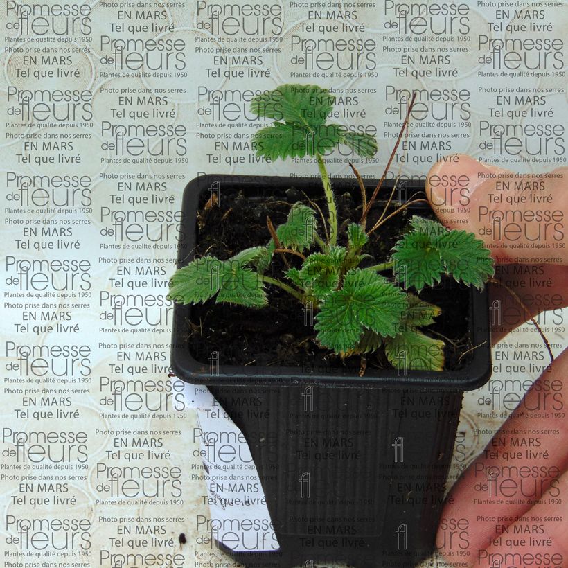 Ejemplo de ejemplar de Potentilla hybride Flamenco - Potentille vivace rouge-orangé  tal y como se entrega