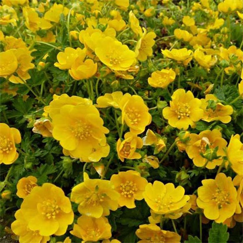 Potentilla Orange (Floración)