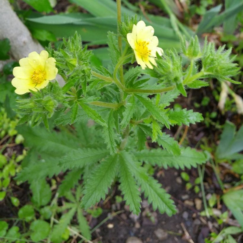 Potentilla recta Warrenii (Porte)