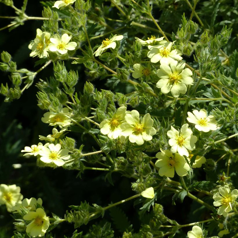 Potentilla recta var. sulphurea (Floración)