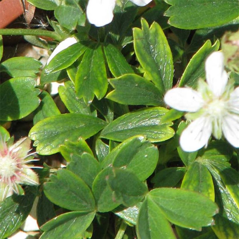 Potentilla tridentata Minima (Follaje)