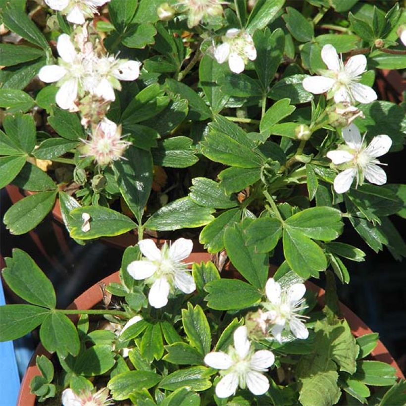 Potentilla tridentata Minima (Floración)