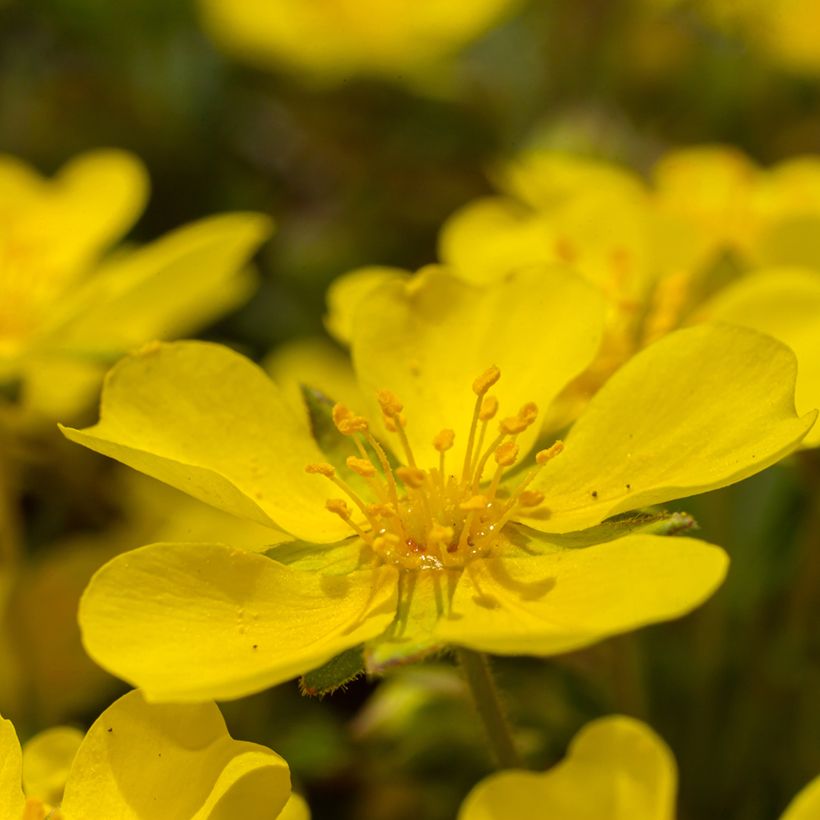 Potentilla verna (Floración)