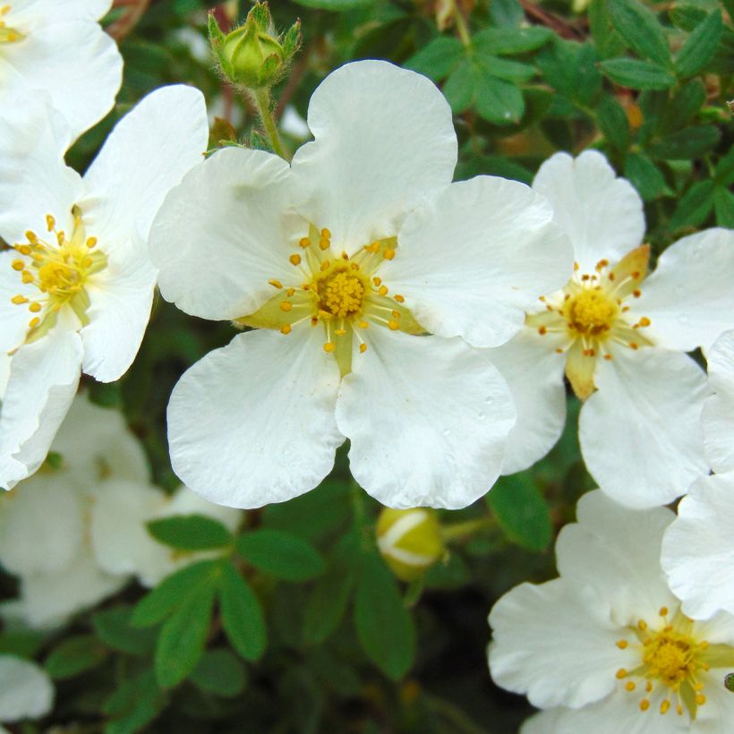 Potentilla fruticosa Abbotswood (Floración)