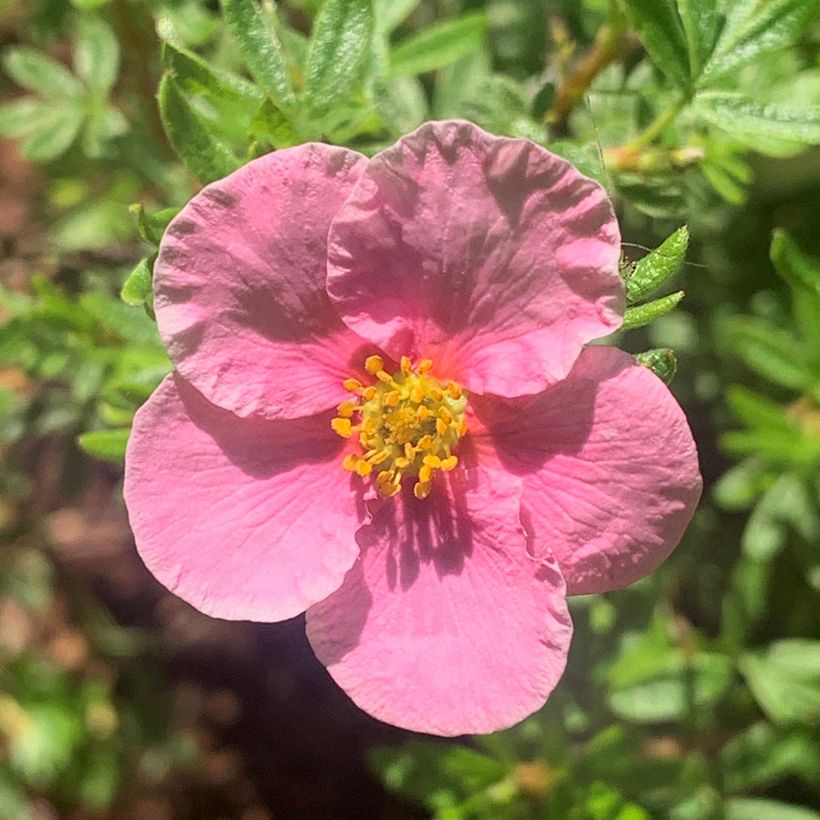 Potentilla fruticosa Bella Rosa (Floración)