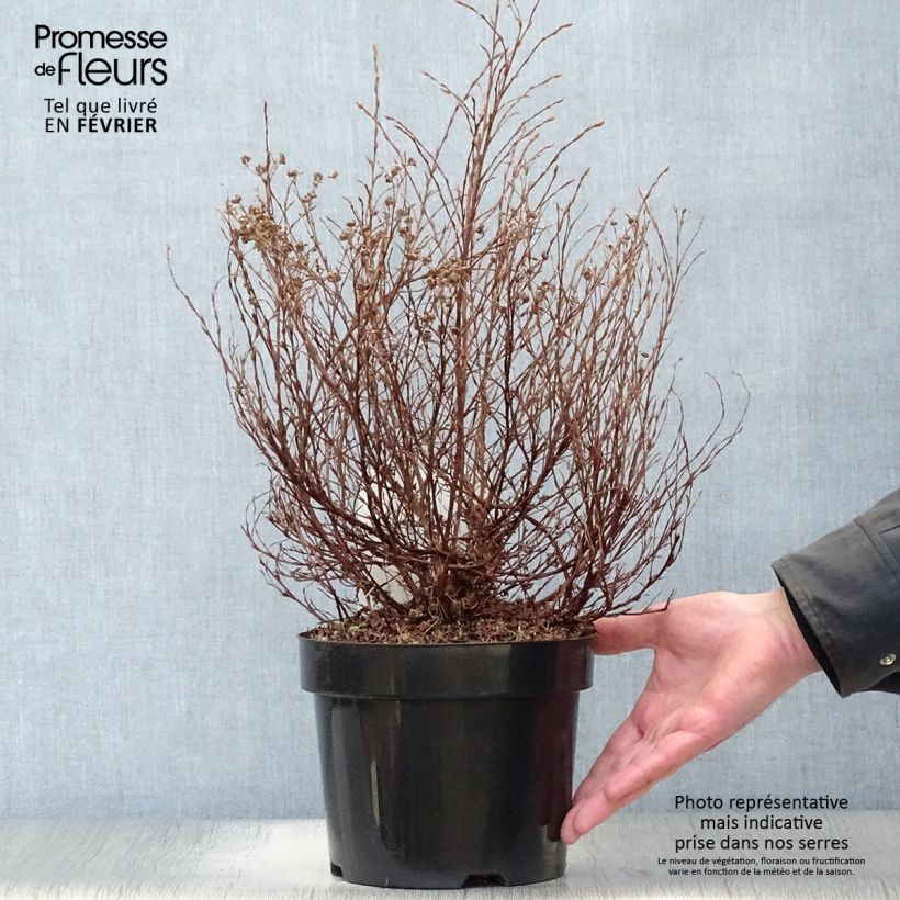 Potentille arbustive Hopley's Orange Pot de 3L/4L Ejemplar entregado en invierno