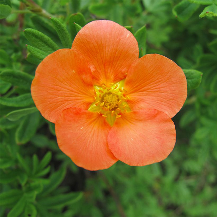 Potentilla fruticosa Hopley's Orange (Floración)