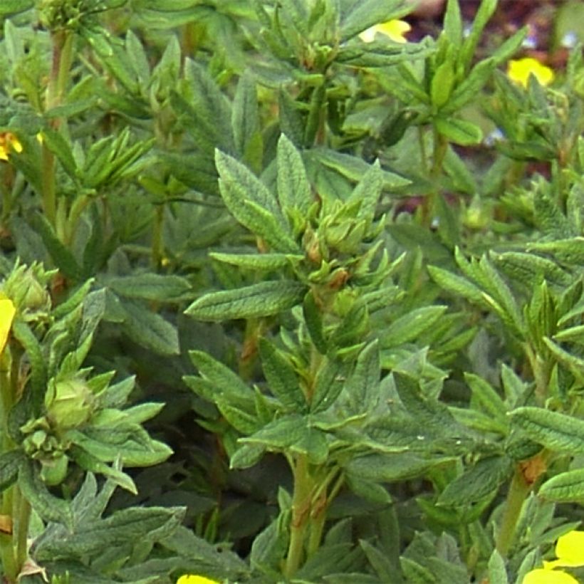 Potentilla fruticosa Kobold (Follaje)