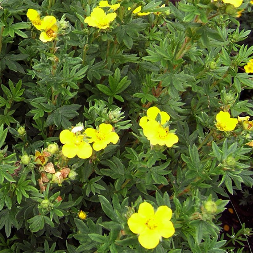 Potentilla fruticosa Kobold (Floración)